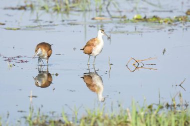 Göldeki güzel kuşlar