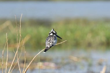 Güzel bir su kuşu.