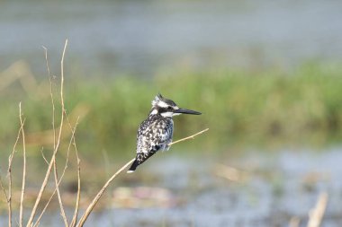 Büyük bir benekli balıkçıl, Ardea herodias, ya da balıkçıl kuşu, suyun içinde duruyor.