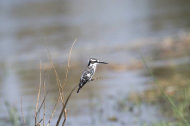 Sudaki çimenlerde bir kuş oturuyor.
