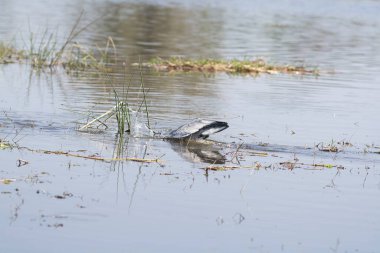 Gölette küçük bir ördek