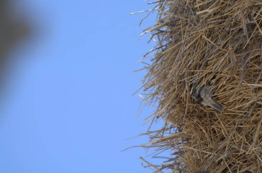 Bir kuş ağaç dalında oturuyor.
