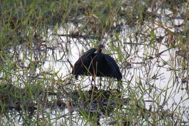 Siyah balıkçıl (ardea cinerea) Napoli, Florida, ABD 'de görüldü.