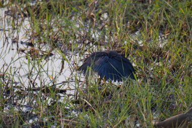 Bataklıkta kara balıkçıl
