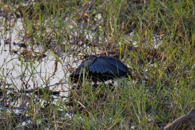 Kara kuş (Myt) vahşi doğada, ormanda, doğada