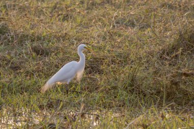 Sudaki beyaz balıkçıl