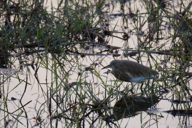 Ormandaki güzel kuş