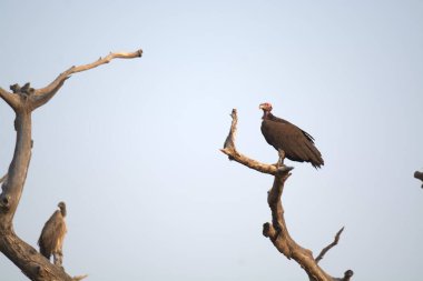Afrika Kartalı (haliaeetus cifer), Güney Afrika 'daki Kruger Ulusal Parkı' nda; Bodae familyasından Specie Locifer.