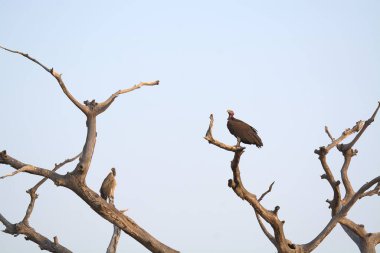 Afrika Kartalı, Güney Afrika 'daki Kruger Park.