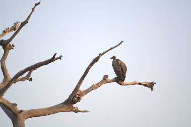 Bir çift kuş ağaca tünedi.