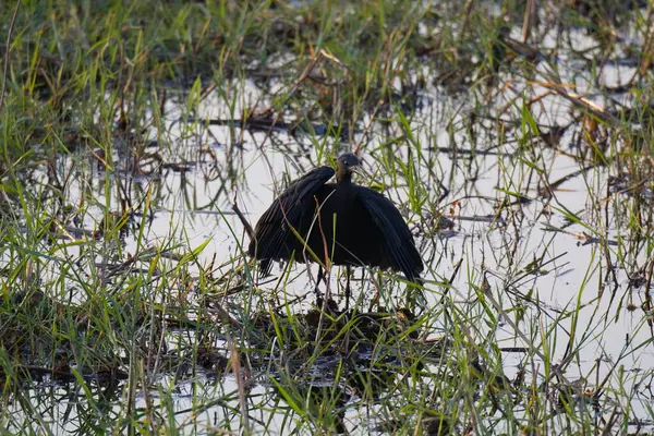 Vahşi doğada kara balıkçıl