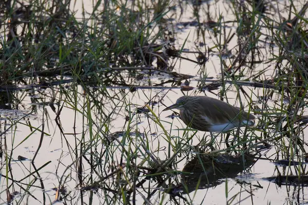 Ormandaki güzel kuş
