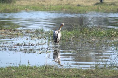 Sudaki büyük bir kuş.
