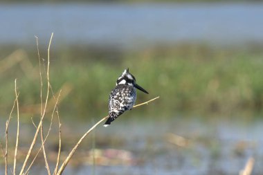 Siyah kuyruklu Godwit (limosa limosa limosa) doğal yaşam alanında