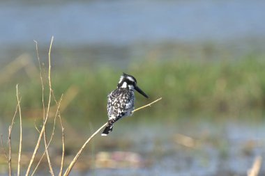 siyah kanatlı stilt, himantopus himantopus