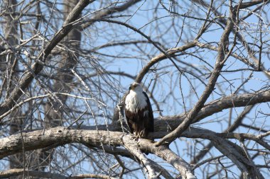 Siyah kuyruklu kartal vahşi doğada