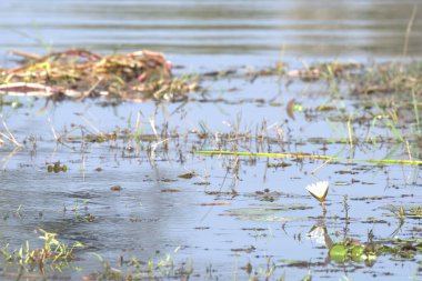Güzel göl manzarası