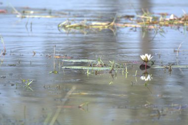 Sabah göl manzarası çok güzel.