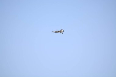 beyaz - kuyruklu kartal (haliaeetus alciilla) gökyüzünde uçuyor