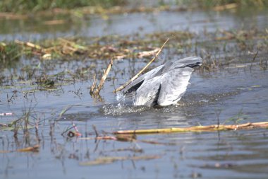 Büyük balıkçıl (ardea alba )