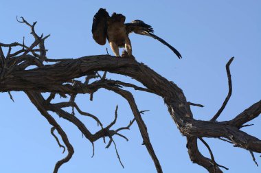 Ağaçtaki kartal kuşu.