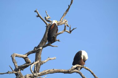 Vahşi doğada kel kartal