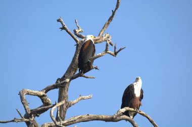 Afrikalı kuş, vahşi kuş, fauna, doğa