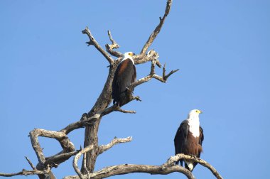 Vahşi doğada kartal, hayvan