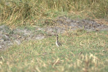 siyah kuyruklu Godwit (mosa mosa limosa )