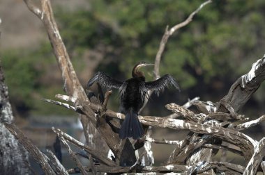 Ağaç dalındaki siyah karga
