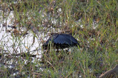 Vahşi doğada kara balıkçıl. Kuş, hayvan.
