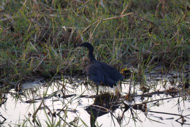 siyah balıkçıl (egretta garzetta )