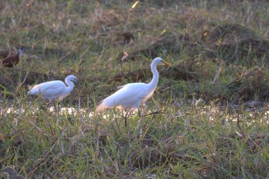 Çimlerde beyaz balıkçıl
