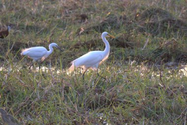 Sudaki beyaz balıkçıl