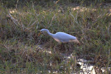 Büyük Akbalıkçıl (ardea alba) Florida 'daki doğal yaşam alanındaki doğal rezerv.