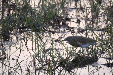 Bahçedeki yeşil çimenler