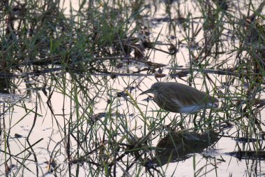 Yeşil çimenlerin üzerinde kuş