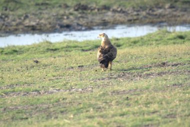 Şirin bir kuşun yakın plan fotoğrafı.