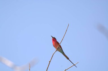kırmızı kuş dalda