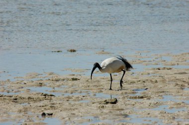 Kumsaldaki Beyaz Leylek