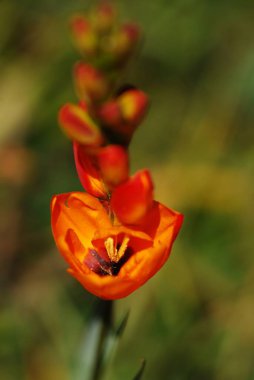 Bahçede kırmızı lale çiçeği