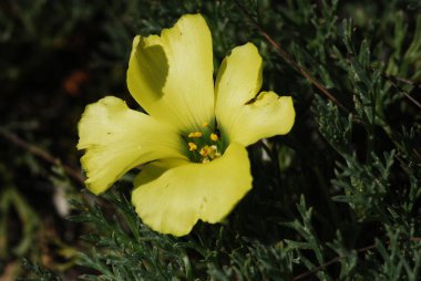 Bahçedeki sarı çiçekler