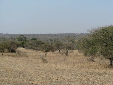 Kenya savanasının büyük savanası