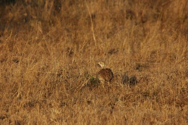 Ormandaki genç geyik