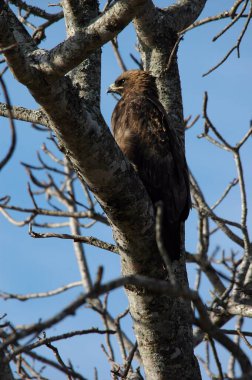 Ormandaki güzel bir kuş görüntüsü.