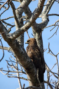 Ağaçtaki kuş, doğa bitki örtüsü
