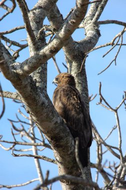Doğadaki güzel kuşun manzarası