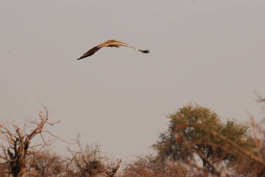 Gökyüzünde uçan kuş