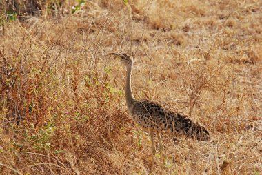 Çimenlikteki bir kuşun yakın çekimi