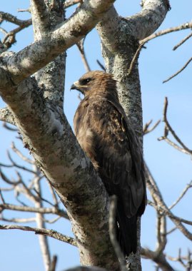 Ağacın dalında oturan kartal.